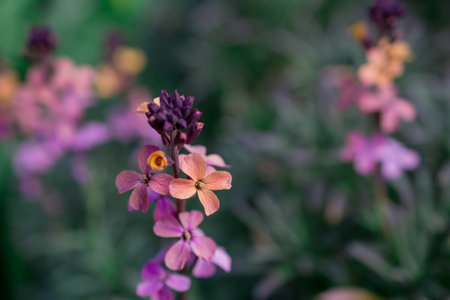 beautiful spring flowers in gardenの写真素材