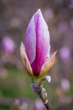 Detail closeup of a beautiful pink magnoolia  flower on branchの写真素材