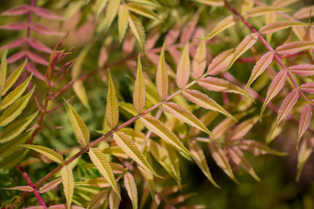 beautiful spring background with new leaves
