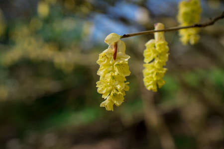 green yong leaves in spring gardenの写真素材