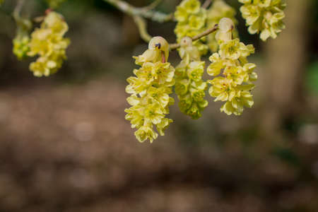 green yong leaves in spring gardenの写真素材