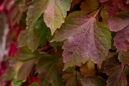 color nature background of of red leaves