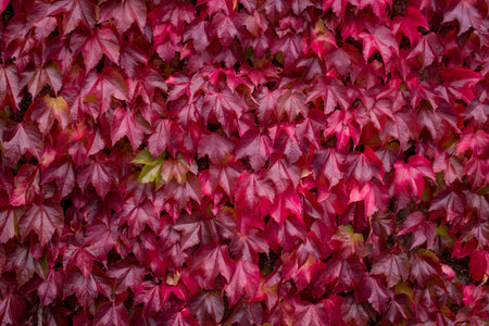 color nature background of of red leaves