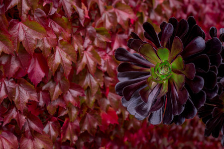 color nature background of of red leavesの写真素材