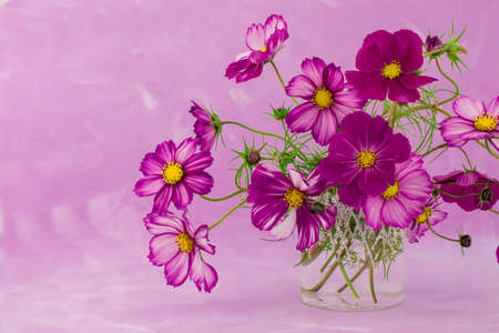 cosmos flower isolated on a textured purple backgroundの写真素材