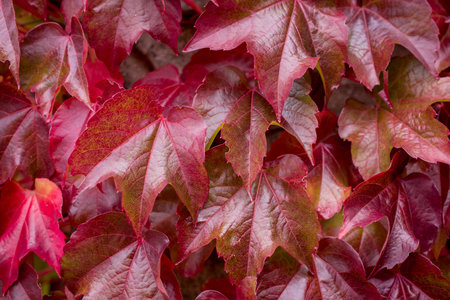 color nature background of of red leavesの写真素材