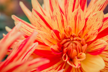 Pink beautiful Dahalia flower closeupの写真素材