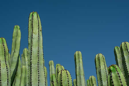 Pilosocereus pachycladus cactus in the Tenerife, Canary islandsの写真素材