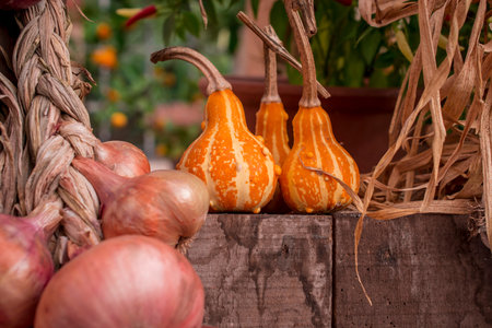 arrangement of several multicolored squashes displayの写真素材
