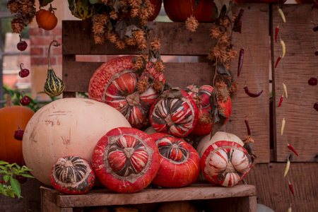 arrangement of several multicolored squashes displayの写真素材