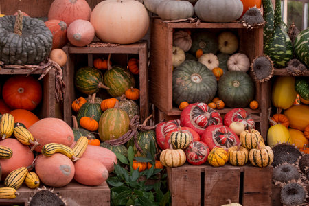 arrangement of several multicoloured squashes display