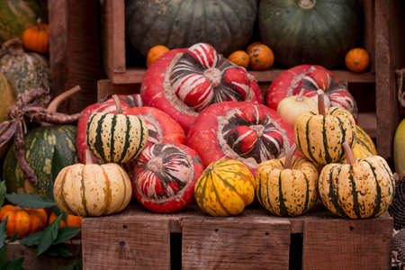 arrangement of several multicoloured squashes displayの写真素材