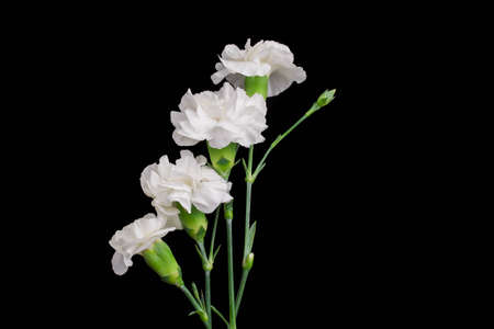 photo of white carnations flowers on black backgroundの写真素材