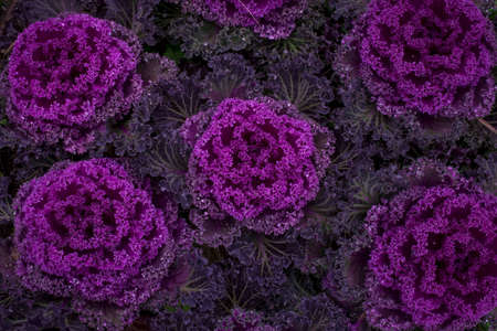 Ornamental cabbage Kale in a gardenの写真素材