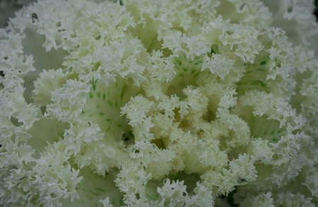 Ornamental cabbage Kale in a gardenの写真素材