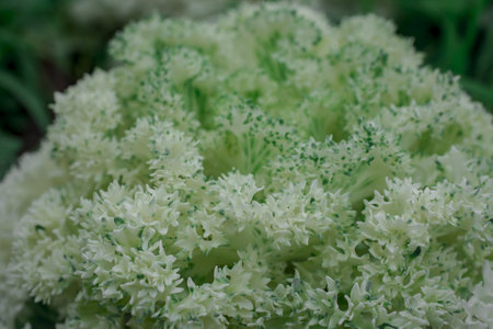 Ornamental cabbage Kale in a gardenの写真素材