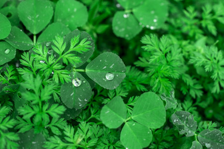 Green grass texture for background. Green lawn pattern
