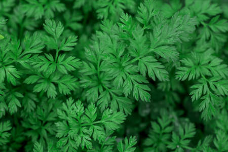 Green grass texture for background. Green lawn patternの写真素材
