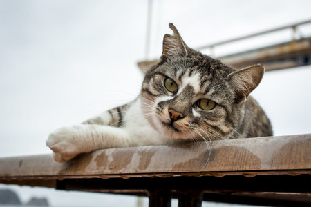 wild cat animals in the park of Alanya Turkey.