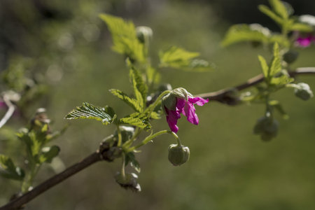 flowers adorn the branches of a tree in early spring
