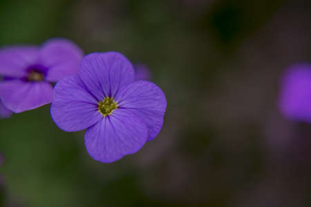Aubrieta deltoidea with purple and blue flowersの写真素材