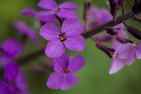 Hesperis matronalis is a self-grown flower in suitable hapitates
