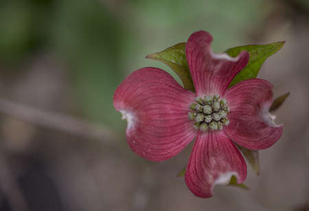 Flower close-up of Pink Flowering Dogwoodの写真素材