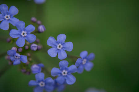 Myosotis alpestris - beautiful small blue flowers - forget me notの写真素材