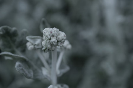 Cauliflower flower close-up in the garden. Selective focus.の写真素材