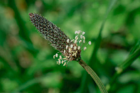 A close up image of a fern frond unfurlingの写真素材