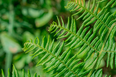 A close up image of a fern frond unfurling
