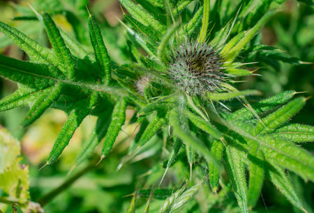 A closeup shot of a prickly thistle with green leavesの写真素材