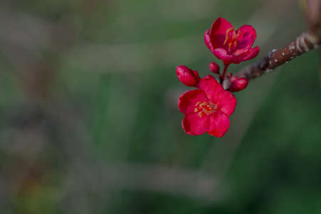 Growing Small Red Flowers With Five Petalsの写真素材
