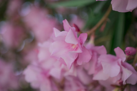 Close up of pink oleander flowers blooming in the garden