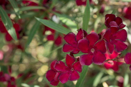 The bright red nerium oleander flowers are so beautiful