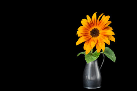 A sunflower in a  vase on a black background.の写真素材