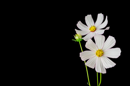 Mediterranean diet: fresh basil on white backgroundの写真素材