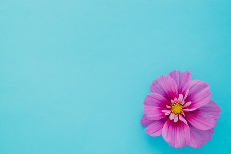light pink Cosmos flowers isolated on black background.の写真素材