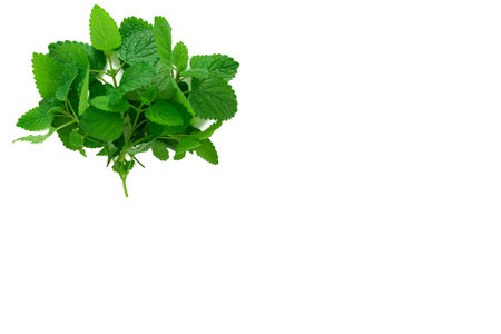 Lemon Balm (herb) tied in a bunch on white backgriound