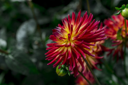 dahlia blooms in a sunny autumn day in the gardenの写真素材