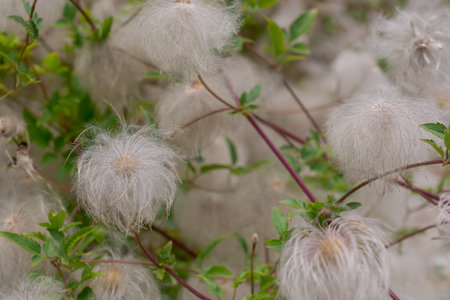 Cotton flowers in the garden. Soft focus, natural background.