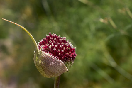 Close-up of a flower head of a common Onion (Allium giganteum)