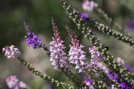 Ripe rosemary in a field ready for pick-up