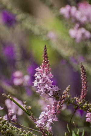 Purple Toadflax - Linaria purpurea .Tall Purple Flowerの写真素材