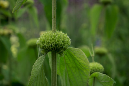 A closeup of a green flower in the garden on a blurred backgroundの写真素材