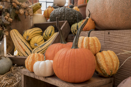 Colourful assortment of pumpkins, squashes and gourds