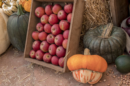 Colourful assortment of pumpkins, squashes and gourdsの写真素材