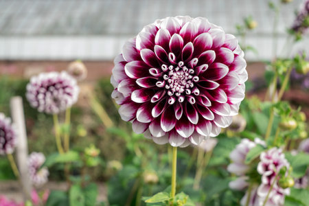 dahlia blooms in a sunny autumn day in the gardenの写真素材