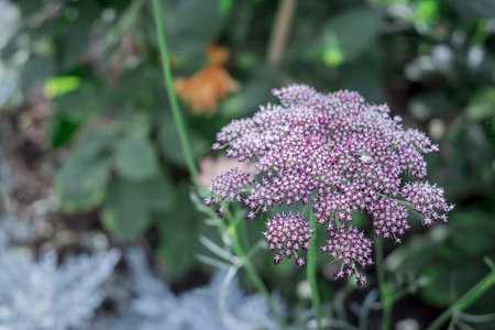 purple flowers  in a sunny autumn day in the garden