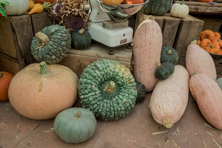 Colourful assortment of pumpkins, squashes and gourds